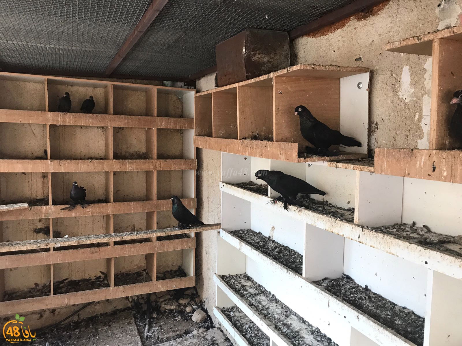 zohdi 3ashoor 7amam (3).jpg